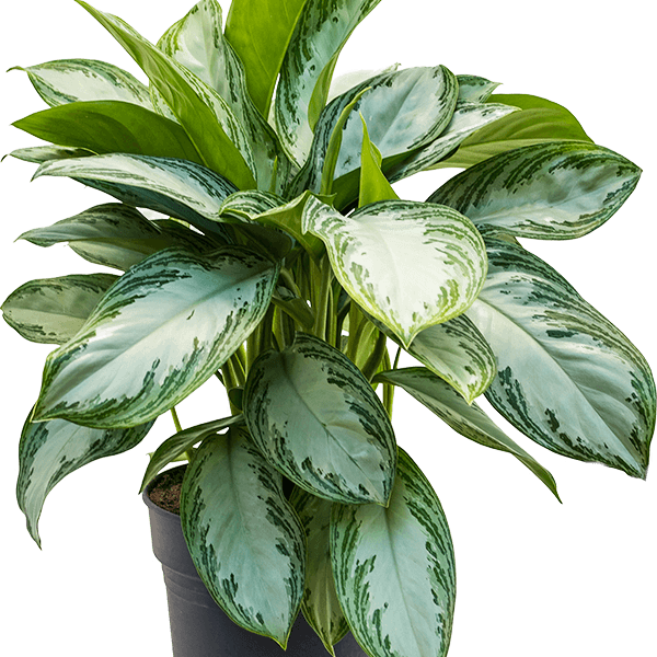 Aglaonema „Silver Bay”