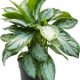 Aglaonema „Silver Bay”