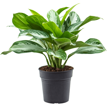 Aglaonema „Silver Bay”