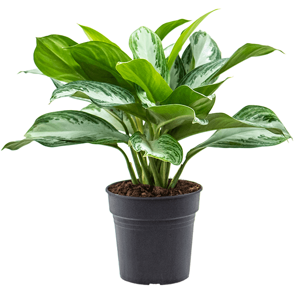 Aglaonema „Silver Bay”