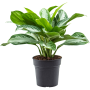 Aglaonema „Silver Bay”