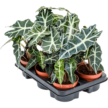 Alocasia „Polly” 6/tavă