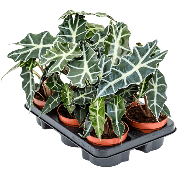 Alocasia „Polly” 6/tavă