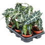 Alocasia „Polly” 6/tavă
