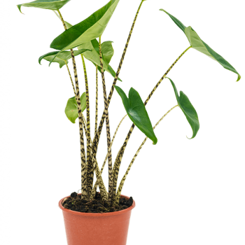 Alocasia zebrina Alocasia zebrina
