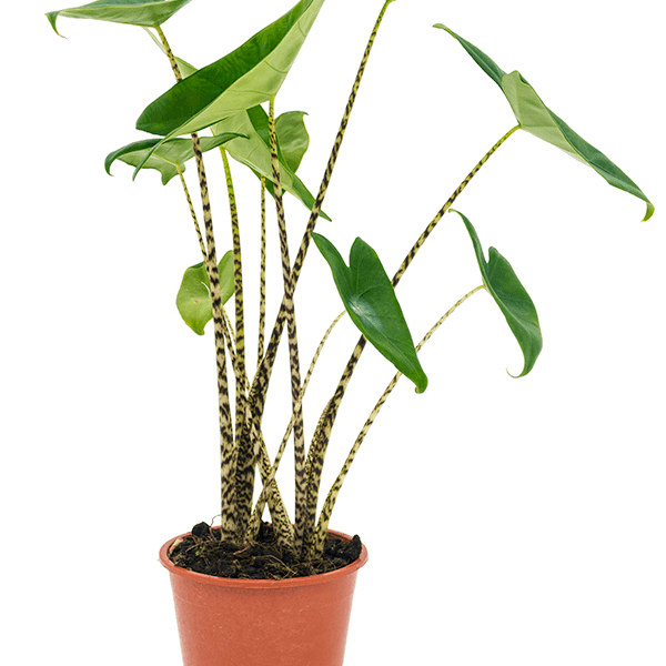 Alocasia zebrina