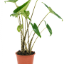Alocasia zebrina