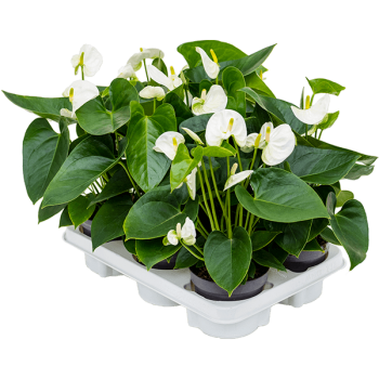 Anthurium andraeanum 'Sierra White' 6/tavă Anthurium andraeanum 'Sierra White' 6/tavă