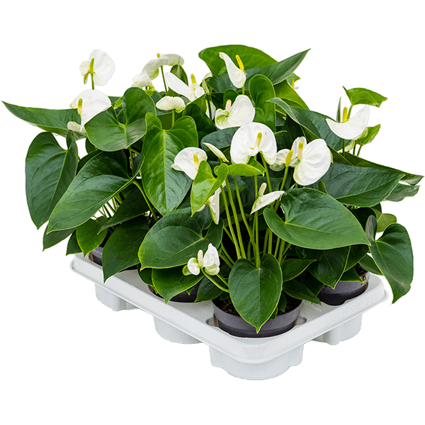 Anthurium andraeanum 'Sierra White' 6/tavă