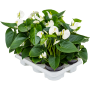 Anthurium andraeanum 'Sierra White' 6/tavă