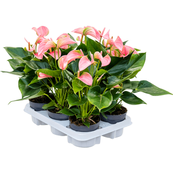 Anthurium andraeanum 'Joli' 6/tavă Anthurium andraeanum 'Joli' 6/tavă