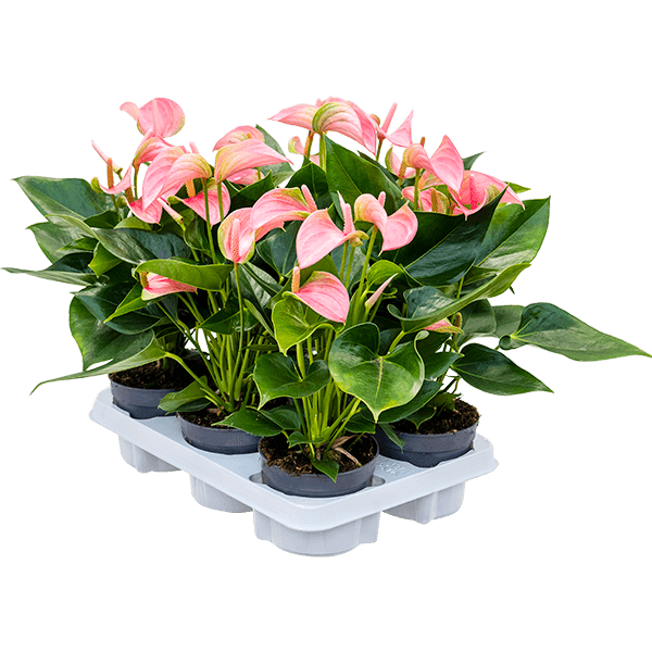 Anthurium andraeanum 'Joli' 6/tavă