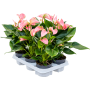Anthurium andraeanum 'Joli' 6/tavă
