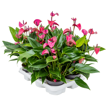Anthurium andraeanum 'Cirano' 6/tavă Anthurium andraeanum 'Cirano' 6/tavă