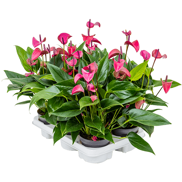 Anthurium andraeanum 'Cirano' 6/tavă