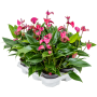 Anthurium andraeanum 'Cirano' 6/tavă