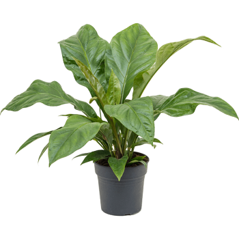 Anthurium elipticum 'Jungle Bush' Anthurium elipticum 'Jungle Bush'