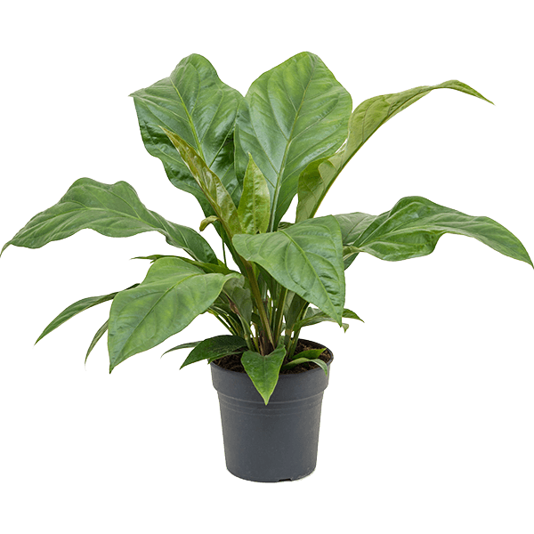 Anthurium elipticum 'Jungle Bush'
