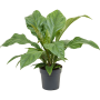Anthurium elipticum 'Jungle Bush'