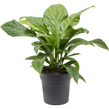Anthurium elipticum 'Jungle Bush' Anthurium elipticum 'Jungle Bush'