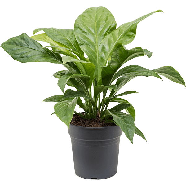 Anthurium elipticum 'Jungle Bush'