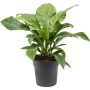 Anthurium elipticum 'Jungle Bush'