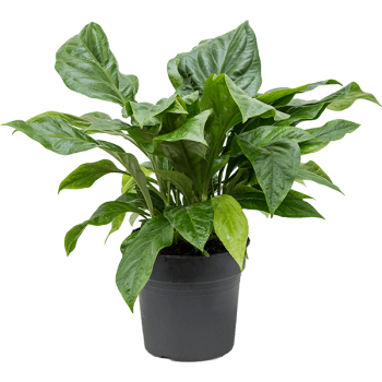 Anthurium elipticum „Jungle Bush” Anthurium elipticum „Jungle Bush”
