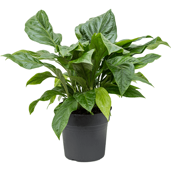Anthurium elipticum „Jungle Bush”