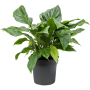 Anthurium elipticum „Jungle Bush”