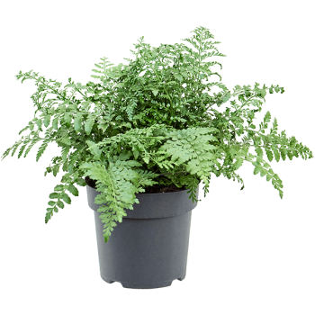 Asplenium dimorphum 'Parvati'