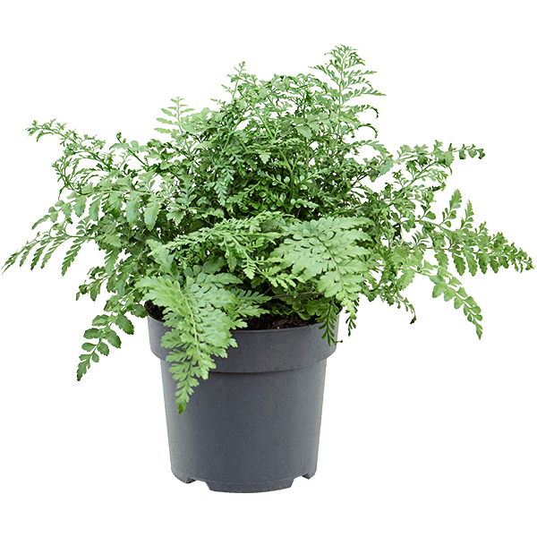 Asplenium dimorphum 'Parvati'