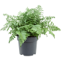 Asplenium dimorphum 'Parvati'