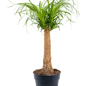 Beaucarnea recurvata Beaucarnea recurvata