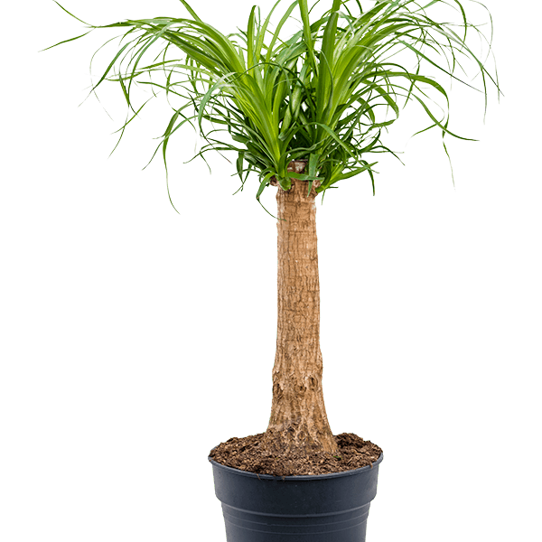 Beaucarnea recurvata