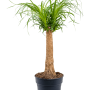 Beaucarnea recurvata