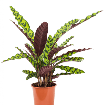 Calathea insignis