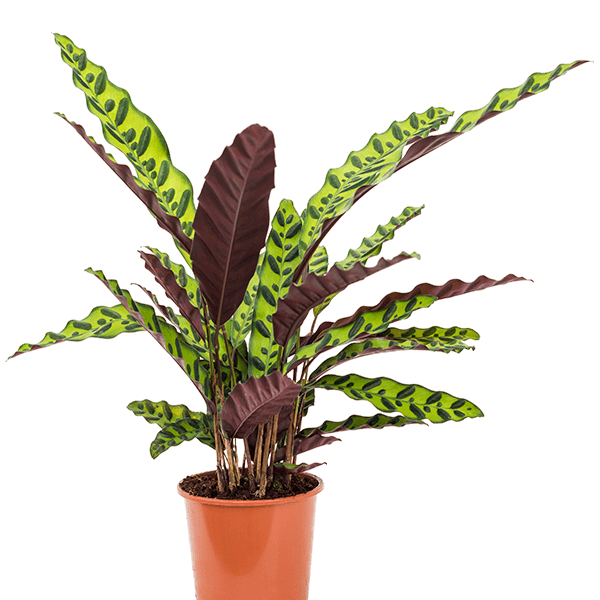 Calathea insignis