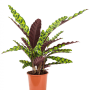 Calathea insignis