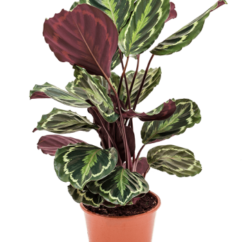 Calathea „Medallion” Calathea „Medallion”