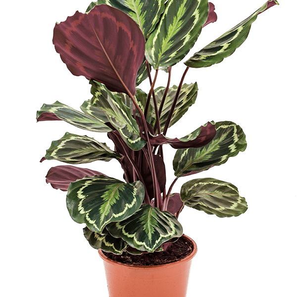 Calathea „Medallion”