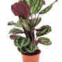 Calathea „Medallion”