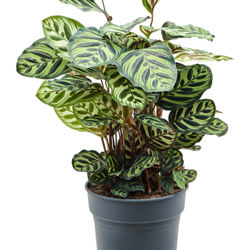 Calathea makoyana Calathea makoyana