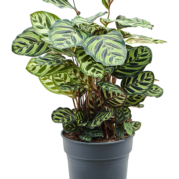 Calathea makoyana