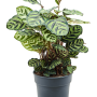 Calathea makoyana
