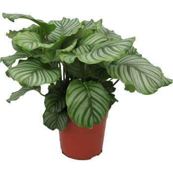 Calathea orbifolia Calathea orbifolia