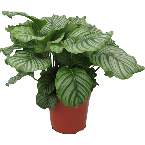 Calathea orbifolia