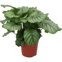 Calathea orbifolia