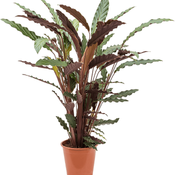 Calathea rufibarba 'Wavestar' Calathea rufibarba 'Wavestar'