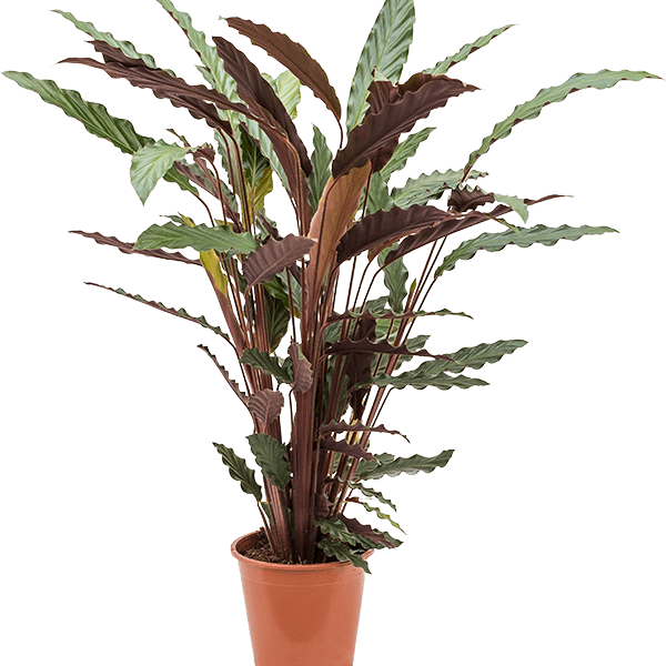 Calathea rufibarba 'Wavestar'