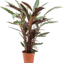 Calathea rufibarba 'Wavestar'